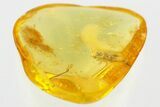 Detailed Fossil Click Beetle (Elateridae) in Baltic Amber #352693-1